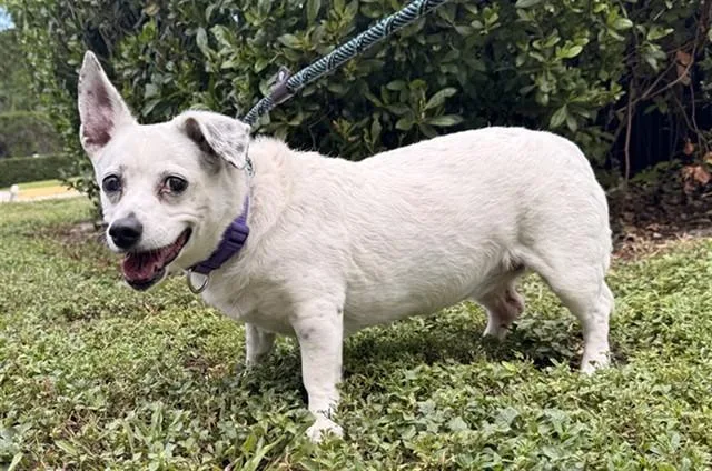An adult small-sized female Chihuahua dog named Pixie for adoption in Fort Lauderdale, FL