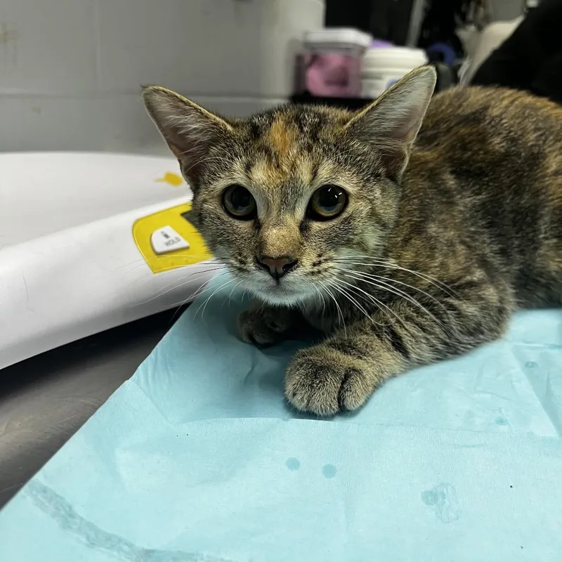 A baby small-sized female Brown / Chocolate Domestic Short Hair cat named Lucy for adoption in Summerville, SC