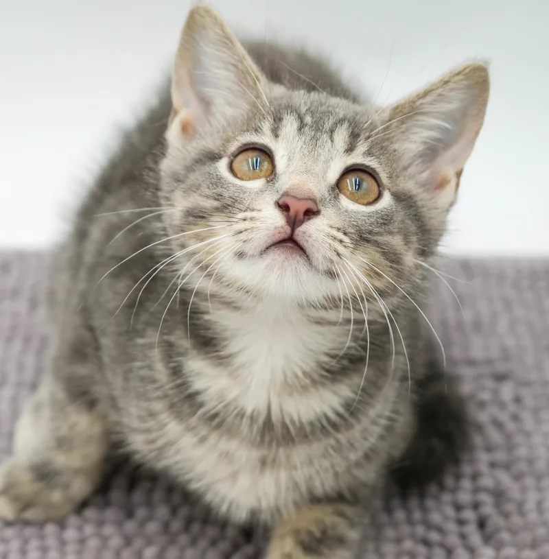 A baby small-sized female Tabby (Gray / Blue / Silver) Tabby cat named Pickles is precious precious for adoption in Bedford Hills, NY
