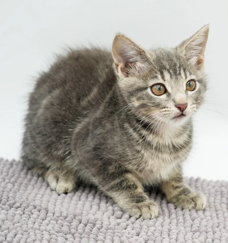 Pickles is precious precious thumbnail 2