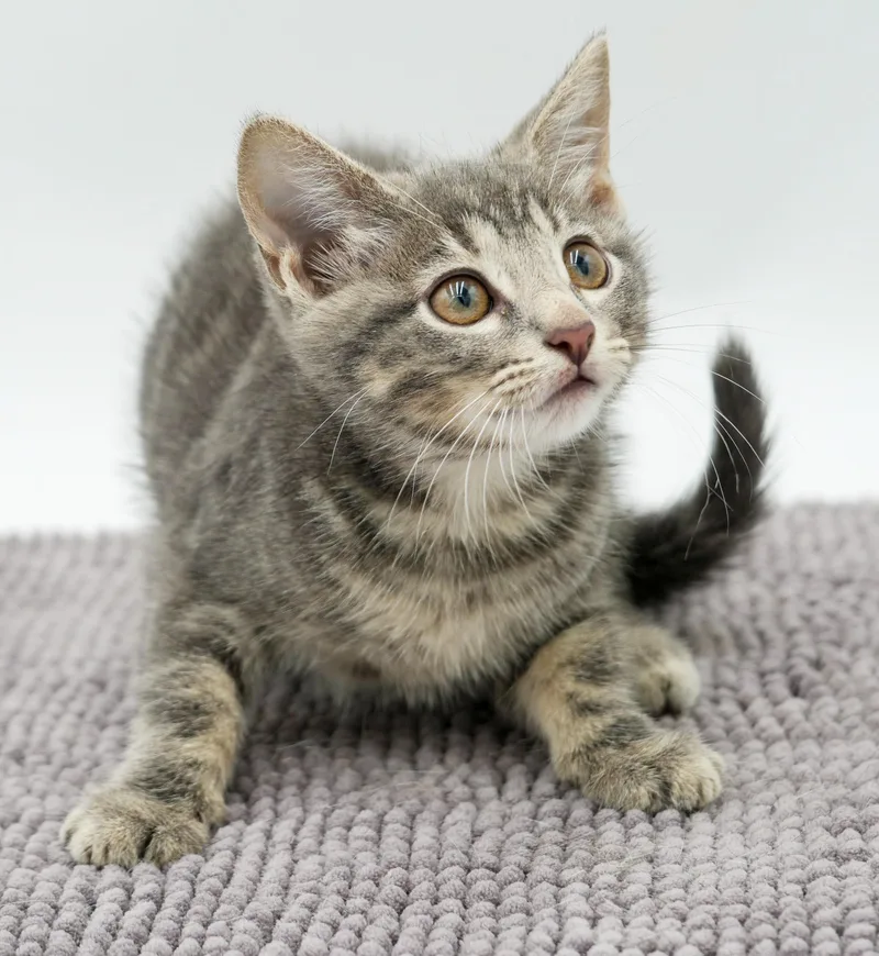 Pickles is precious precious thumbnail 3
