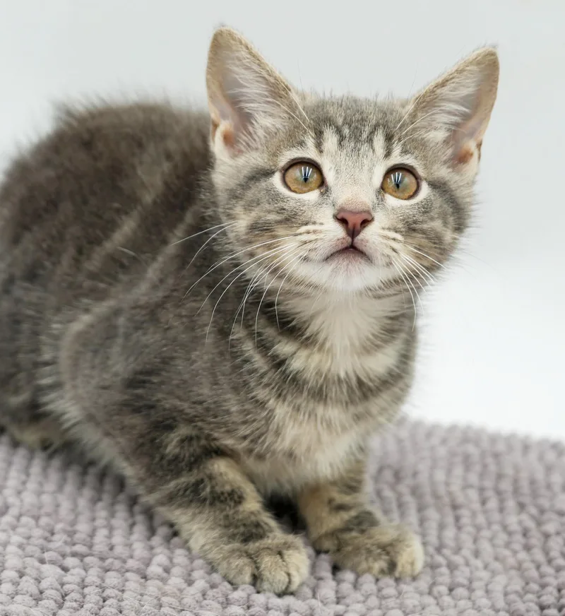 Pickles is precious precious thumbnail 4