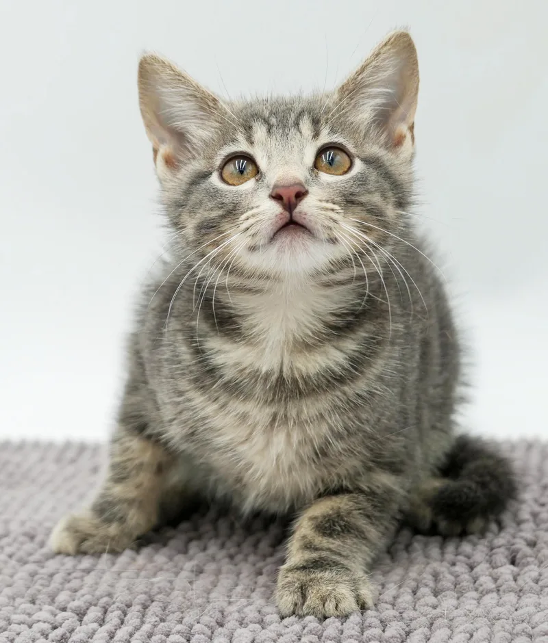 Pickles is precious precious thumbnail 6