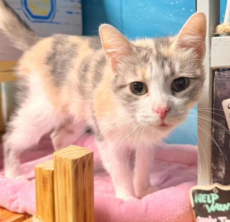 A young medium-sized female Domestic Short Hair cat named Candy for adoption in Defiance, OH