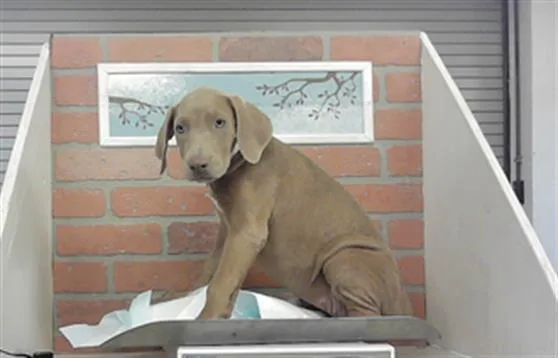 A baby small-sized female Staffordshire Bull Terrier dog named A for adoption in Houston, TX