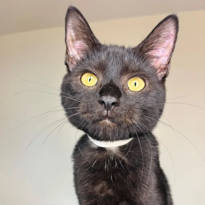 A baby small-sized female Black Domestic Short Hair cat named Tracy Partridge for adoption in Woodbury, NJ