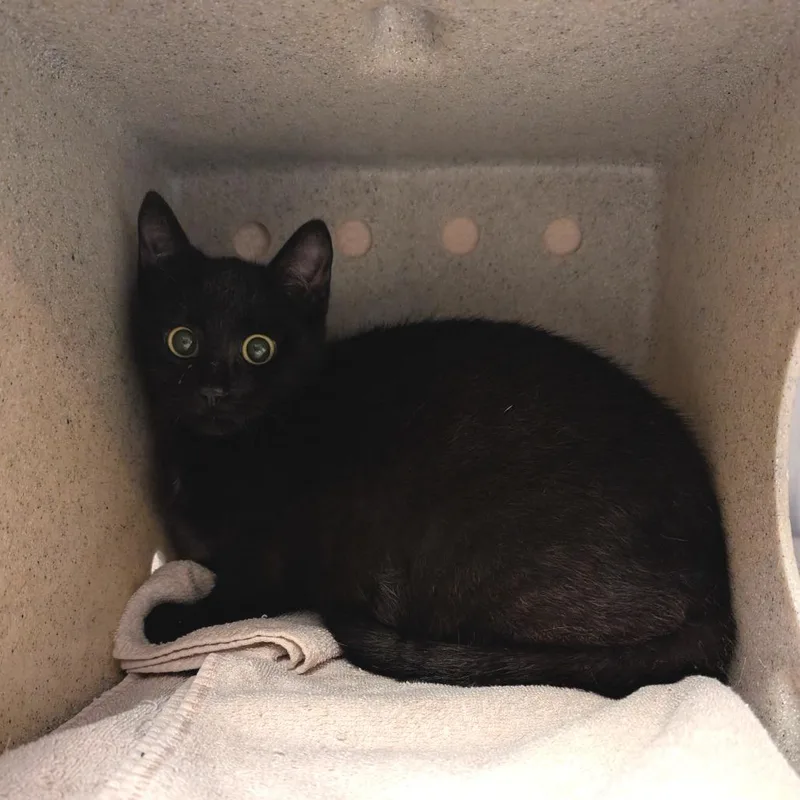 A young medium-sized female Black Domestic Short Hair cat named Void for adoption in Brookfield, WI