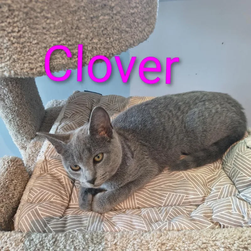 A young small-sized female Domestic Short Hair cat named Clover for adoption in Elwood, IN