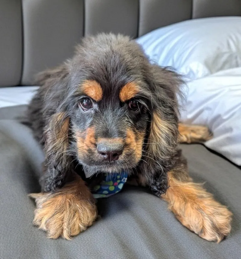 A baby small-sized male Cocker Spaniel dog named Sawyer for adoption in Fort Myers, FL