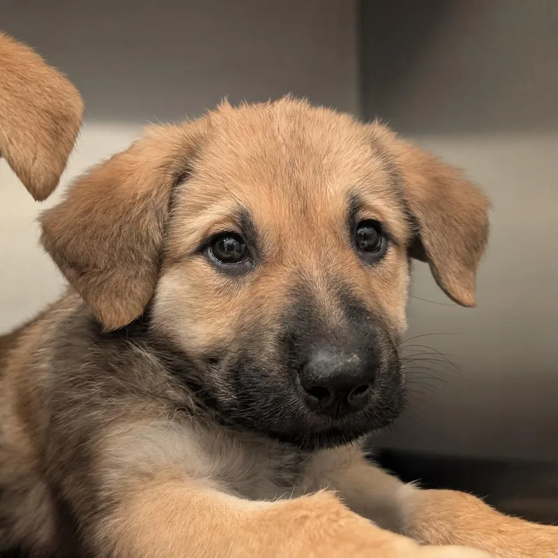 A baby small-sized female German Shepherd Dog dog named Hazel for adoption in Asheville, NC