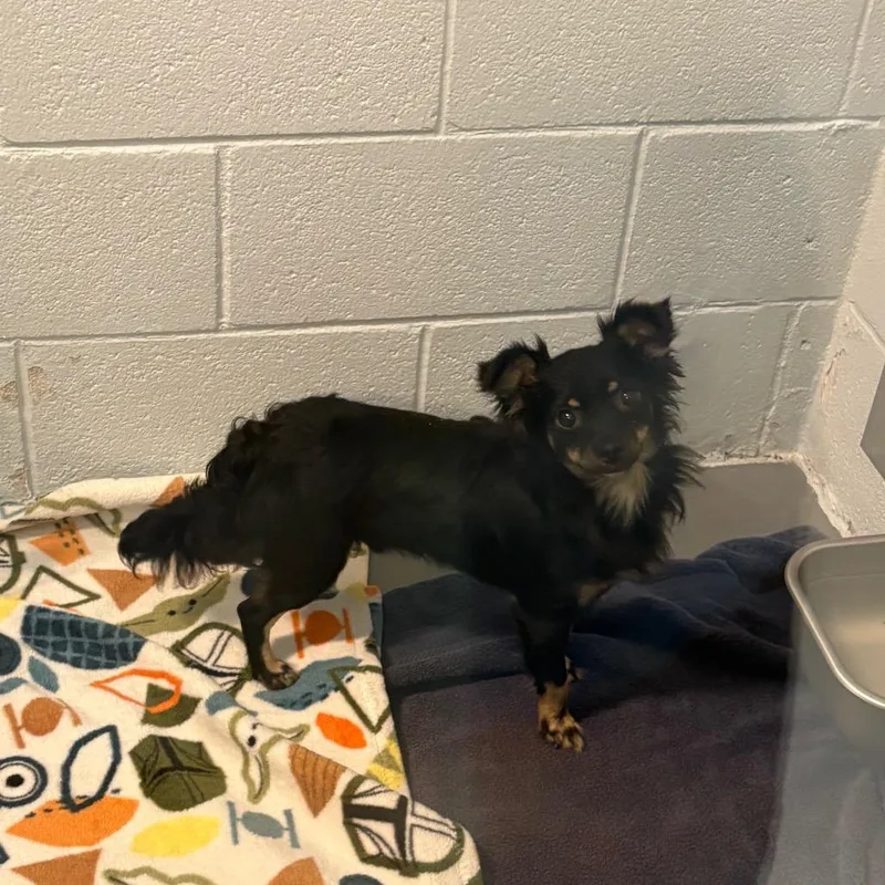 A young small-sized male Black Chihuahua dog named Dickens for adoption in Naples, FL