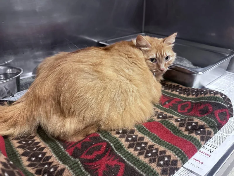 An adult large-sized female Tabby (Orange / Red) Domestic Long Hair cat named Reba for adoption in Clayton, NJ
