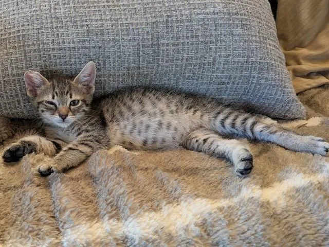 A baby small-sized male Domestic Short Hair cat named Holyfield for adoption in Bakersfield, CA