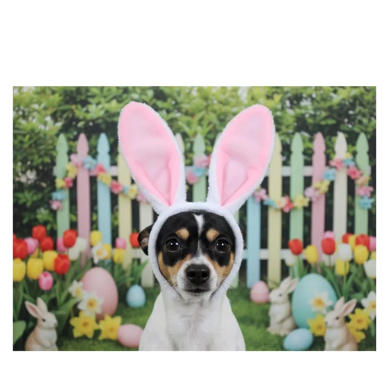 An adult small-sized male Chihuahua dog named Rocco for adoption in Port Jervis, NY