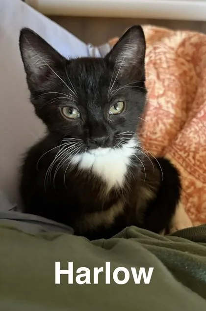 A baby small-sized female Domestic Short Hair cat named Harlow for adoption in Sacramento, CA