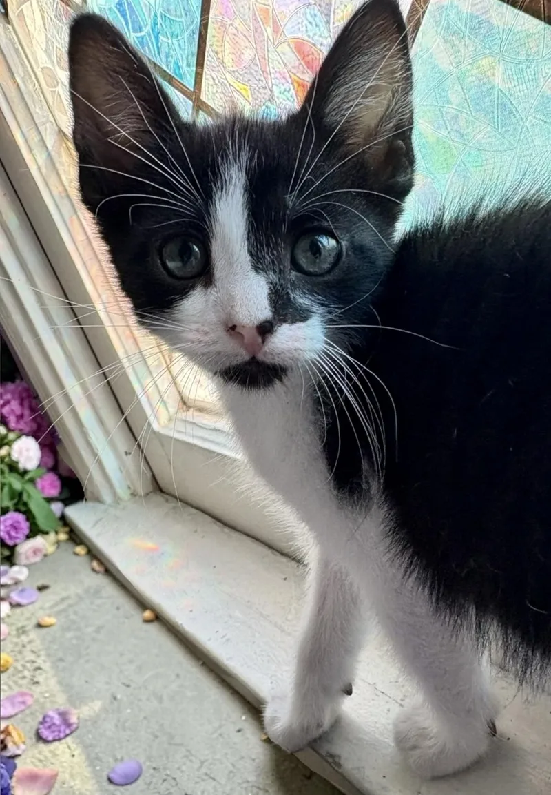 A baby medium-sized female Black & White / Tuxedo Domestic Short Hair cat named Smudge for adoption in Los Angeles, CA