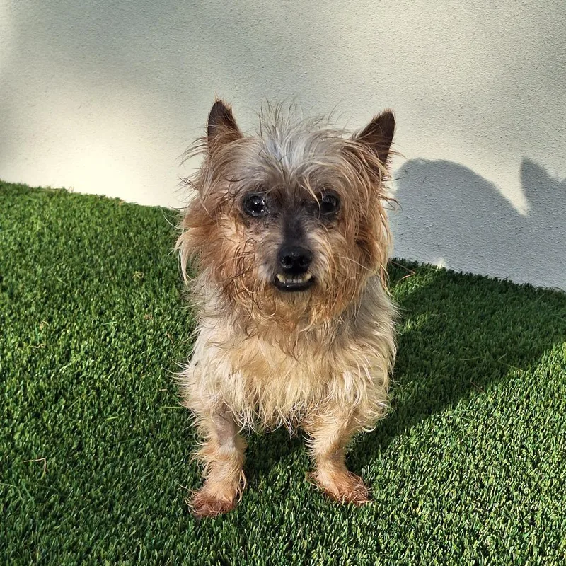 A senior small-sized female Yellow / Tan / Blond / Fawn Yorkshire Terrier dog named Yippee Yaya for adoption in LOXAHATCHEE, FL