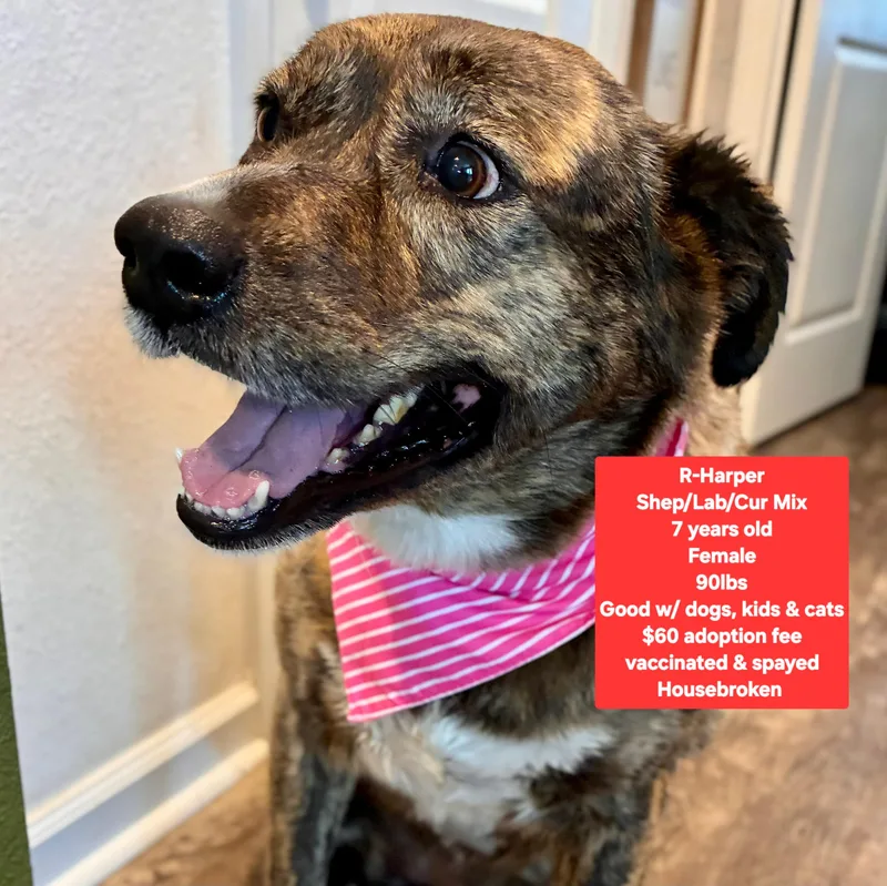 An adult large-sized female Labrador Retriever dog named Rharper for adoption in Oviedo, FL