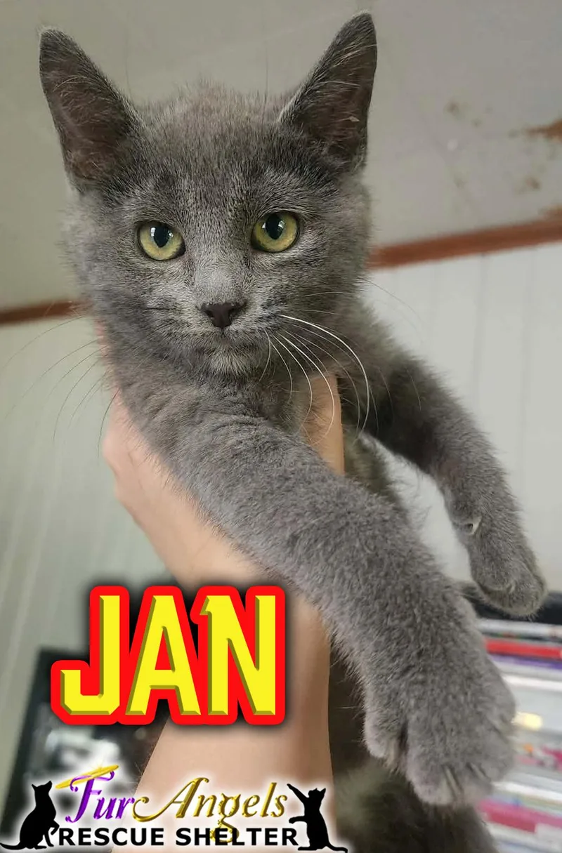 A baby medium-sized female Gray / Blue / Silver Domestic Short Hair cat named Jan for adoption in Toledo, OH