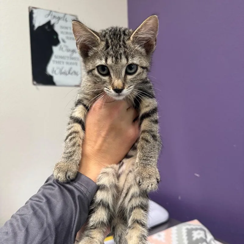 A baby small-sized female Brown / Chocolate Domestic Short Hair cat named Nana for adoption in Englewood, FL