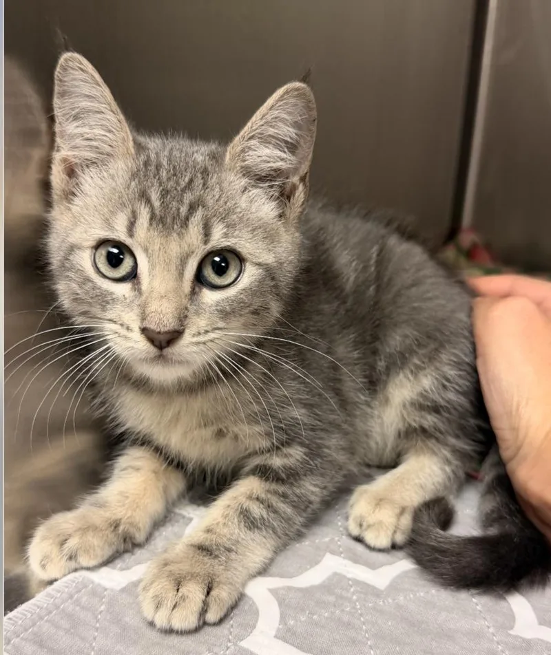 A baby small-sized female Gray / Blue / Silver Domestic Short Hair cat named Mya for adoption in Fort Lauderdale, FL