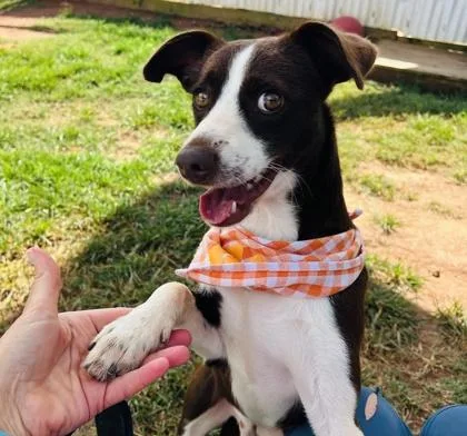 A young medium-sized male Terrier dog named Loki $ for adoption in Seneca, SC