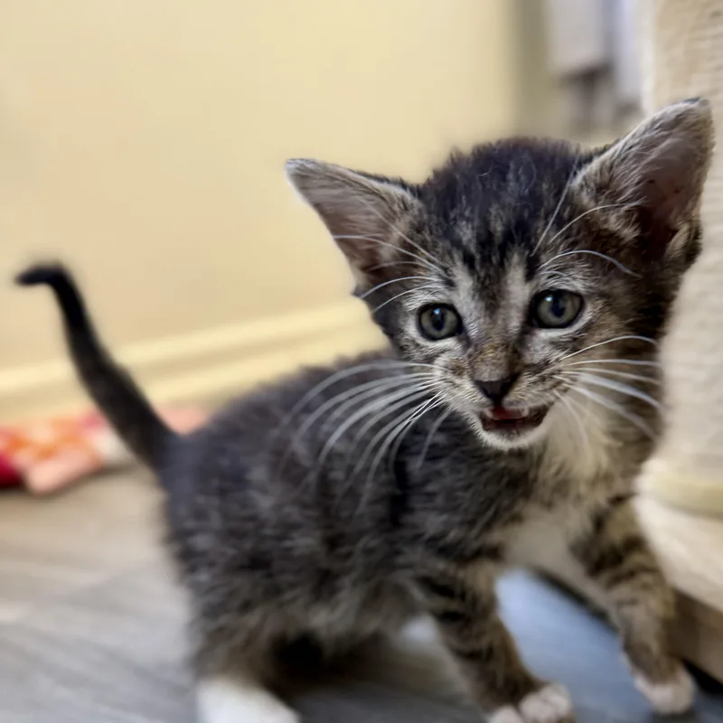 A baby medium-sized male Tabby (Buff / Tan / Fawn) Domestic Short Hair cat named Hector for adoption in Mount Rainier, MD