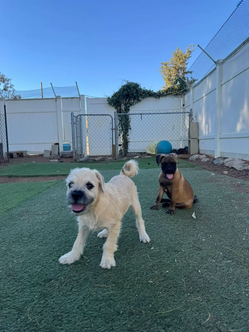 A baby small-sized female Australian Shepherd dog named Wednesday for adoption in Agua Dulce, CA
