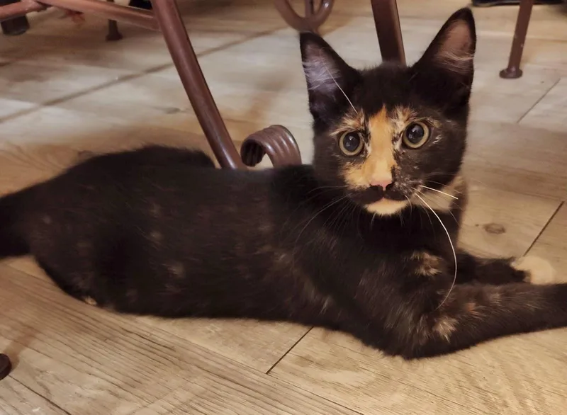 A baby small-sized female Tortoiseshell cat named Sassy Pants Kuykendahl for adoption in Spring, TX