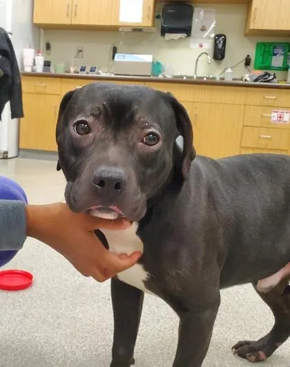 Oreo Cookie thumbnail 2