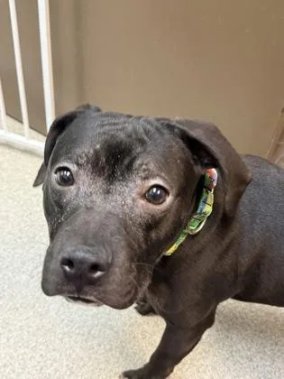 Oreo Cookie thumbnail 3