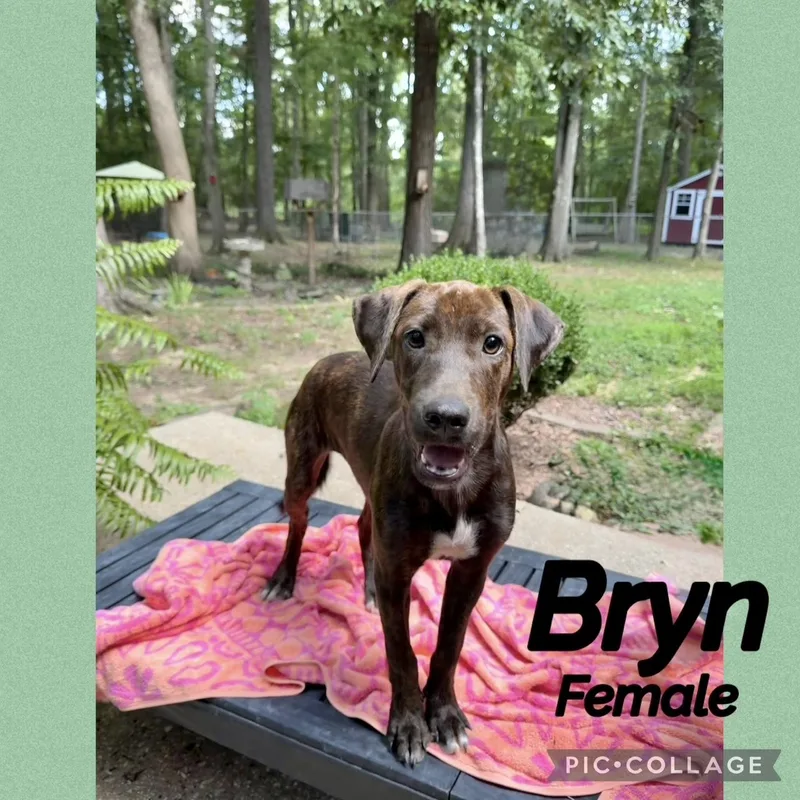 A baby medium-sized female Labrador Retriever dog named Bryn for adoption in Manchester, CT