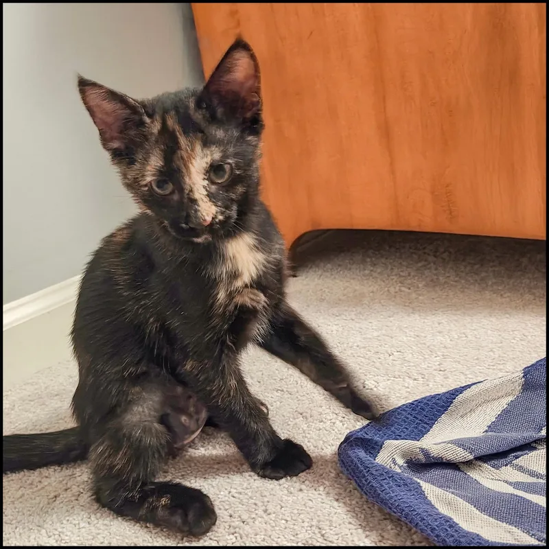 A young medium-sized female Tortoiseshell Domestic Short Hair cat named Sincy for adoption in Roswell, GA