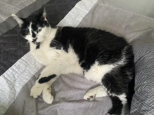 A senior medium-sized female Black & White / Tuxedo Domestic Short Hair cat named Oreo for adoption in Worcester, MA