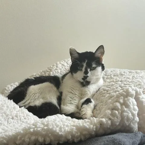 Oreo thumbnail 3