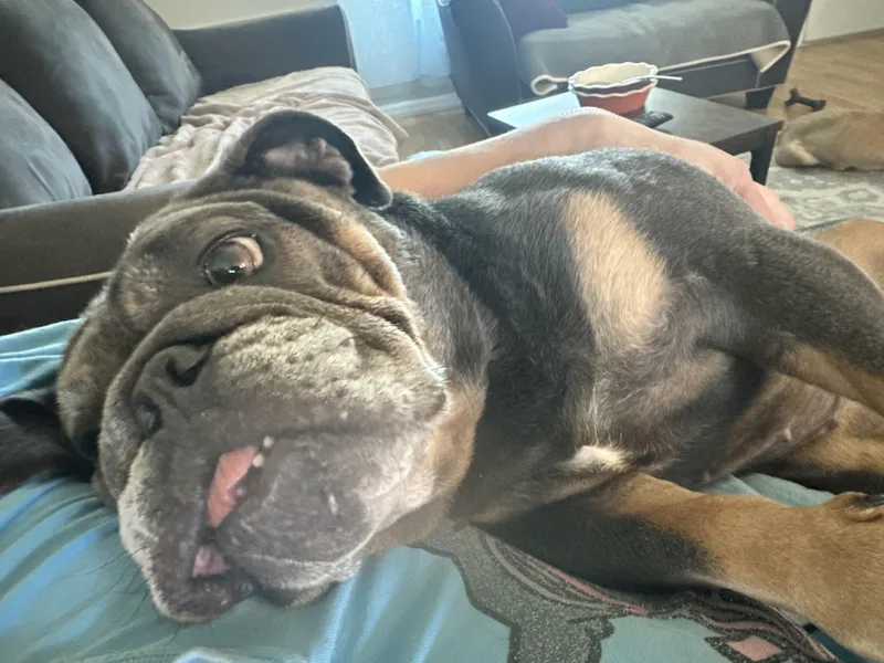 An adult large-sized female English Bulldog dog named Bentley for adoption in PALM BAY, FL