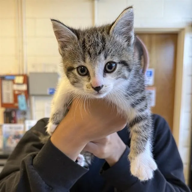A baby small-sized female Domestic Short Hair cat named Baby Ruth for adoption in Alameda, CA