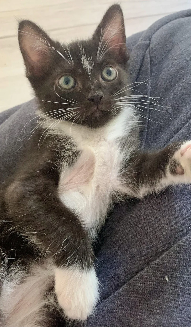 A baby medium-sized male Black & White / Tuxedo Domestic Short Hair cat named Wrigley for adoption in Wesley Chapel, FL