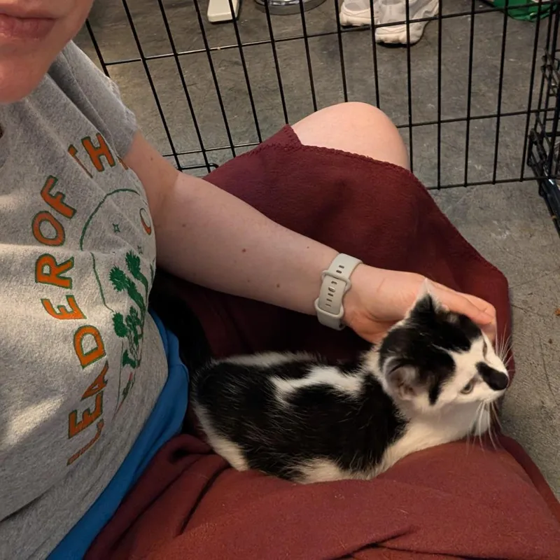 A baby small-sized male White Domestic Short Hair cat named Licorice for adoption in Reisterstown, MD