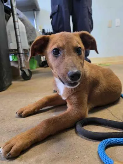 A baby medium-sized female Mixed Breed dog named Josefina for adoption in Marshall, NC