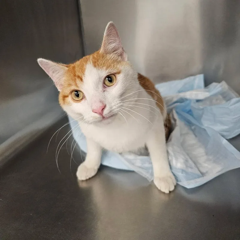 A young medium-sized male Domestic Short Hair cat named Karl for adoption in Martinsville, VA