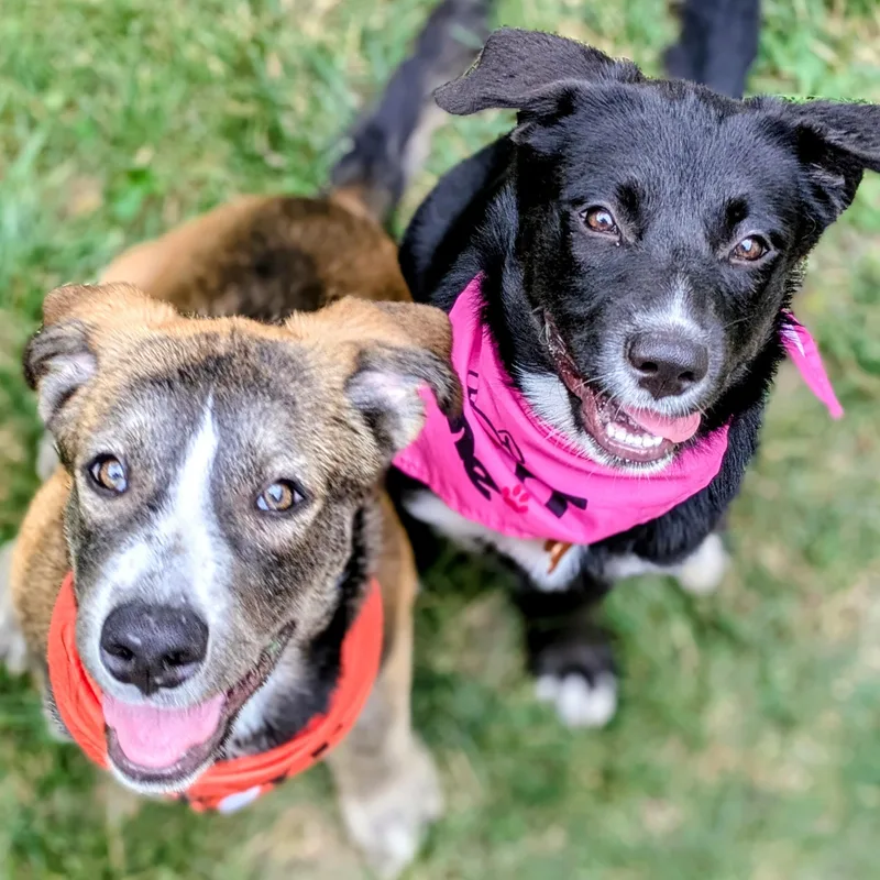 A baby medium-sized male Tricolor (Brown, Black, & White) Mixed Breed dog named Jem for adoption in Normal, IL