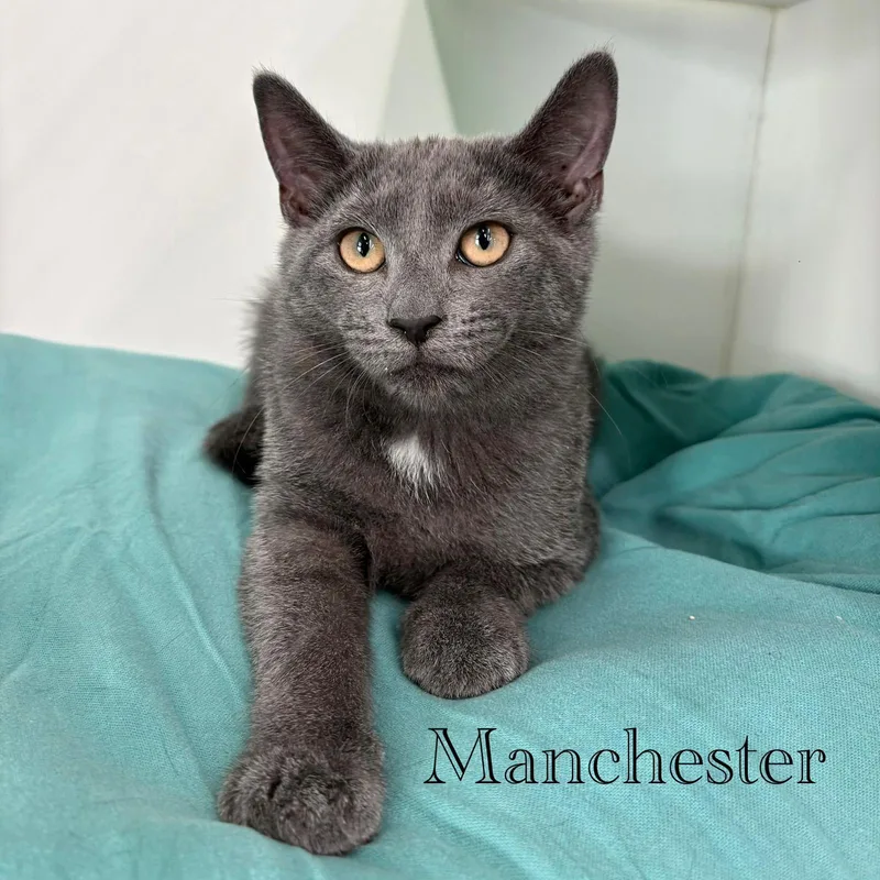A young medium-sized male Gray / Blue / Silver Domestic Short Hair cat named Manchester for adoption in Spring Lake, NJ