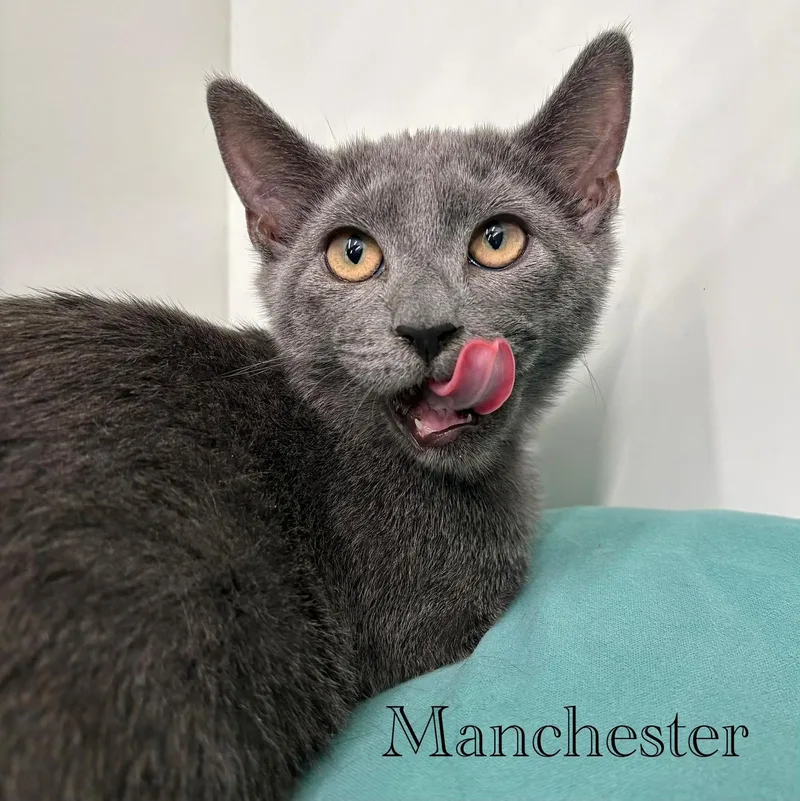 Manchester thumbnail 3
