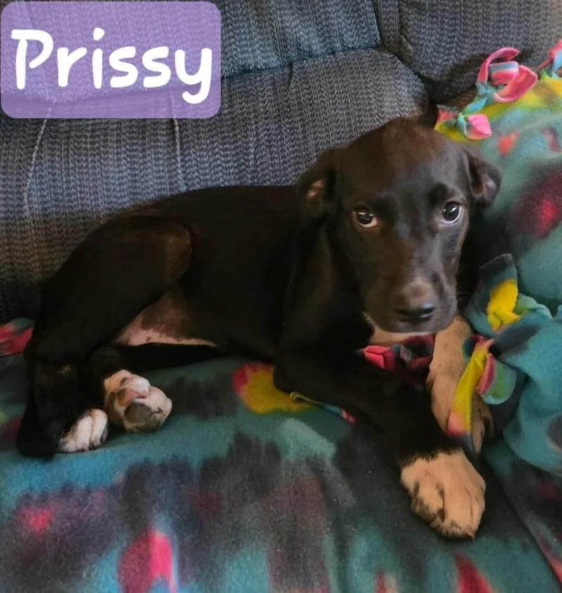 A baby medium-sized female Labrador Retriever dog named Prissy for adoption in Mena, AR
