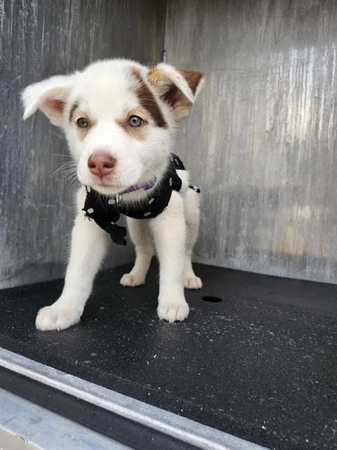 A baby small-sized female Husky dog named Lexi for adoption in San Antonio, TX