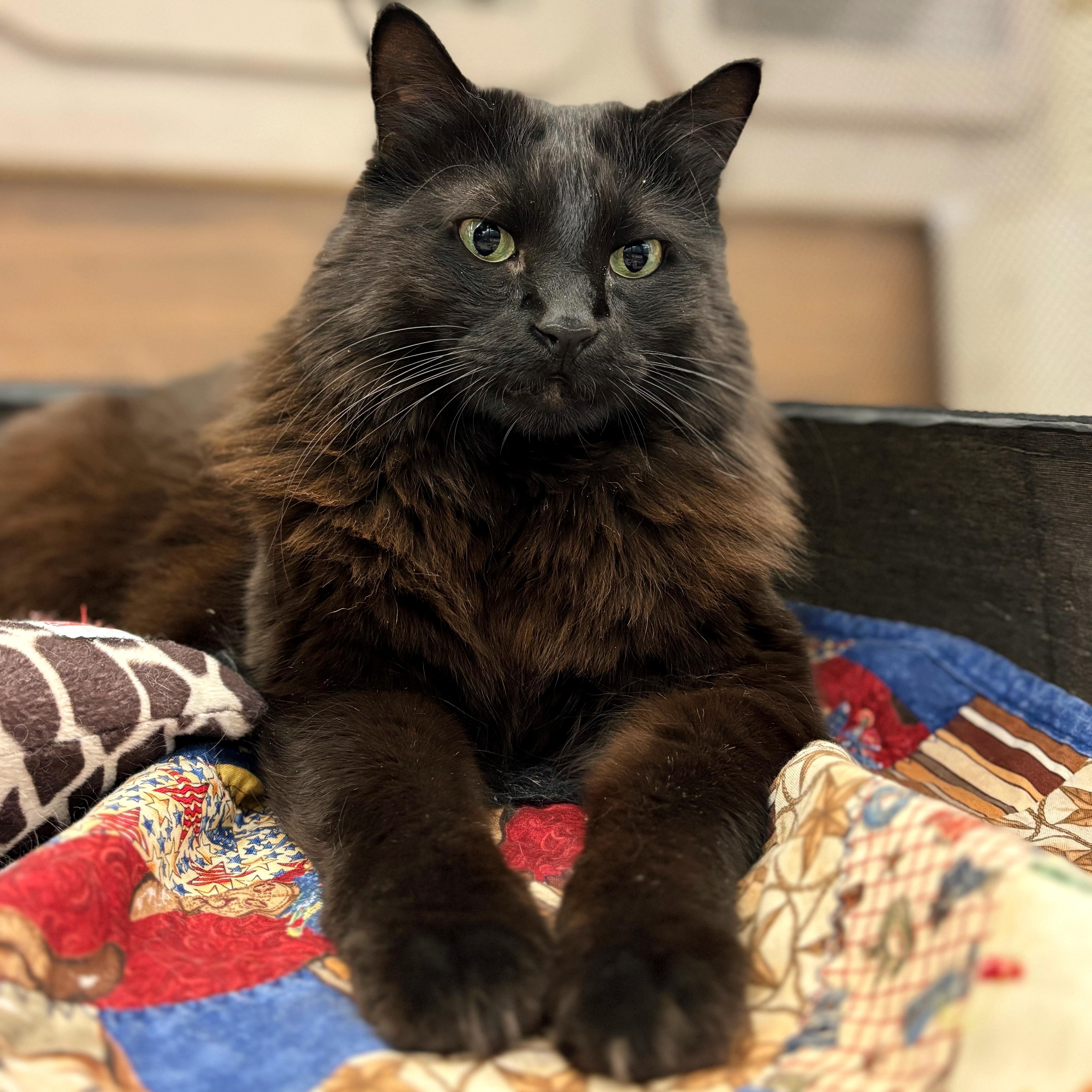 Ladyhawke  The Queen