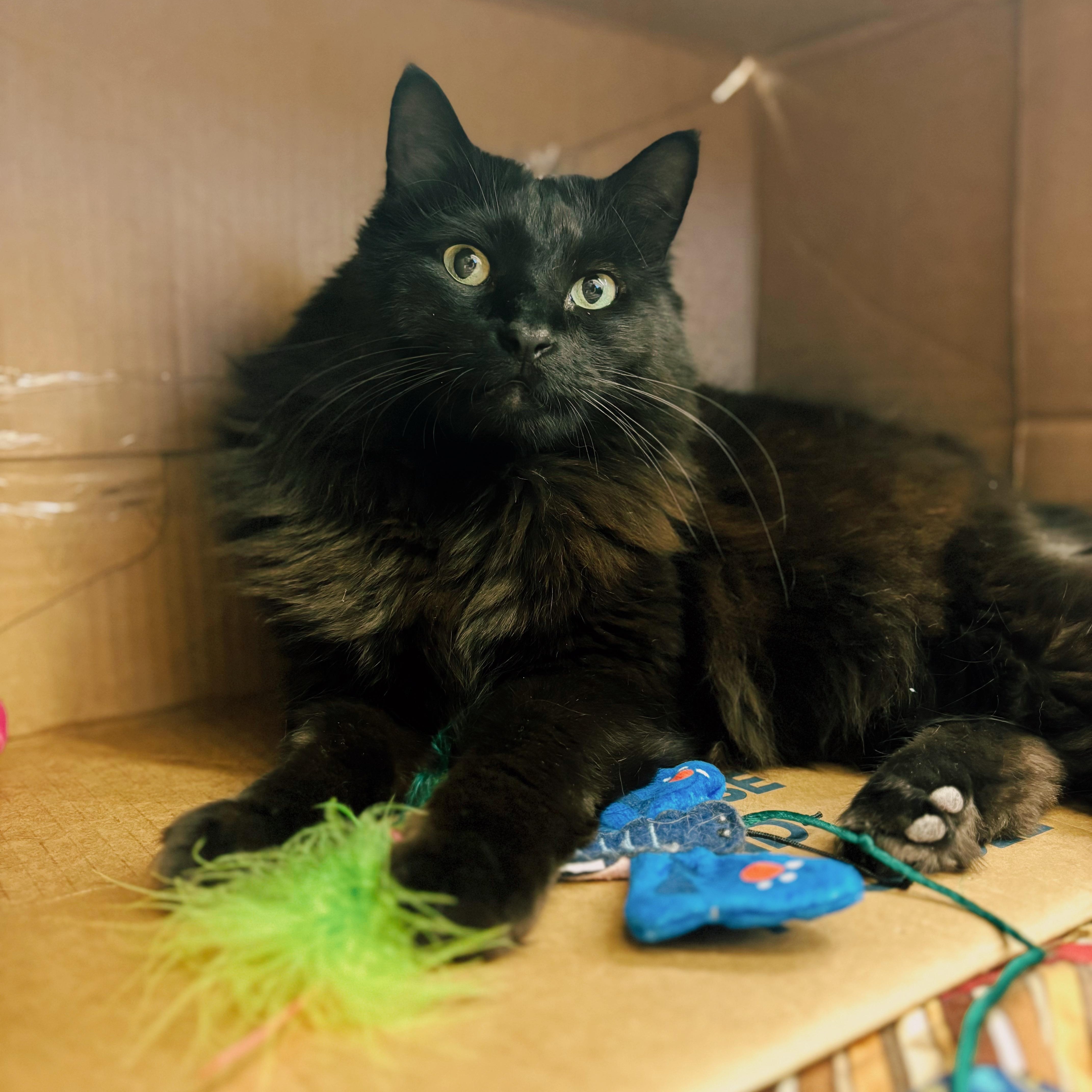 Ladyhawke  The Queen thumbnail 3