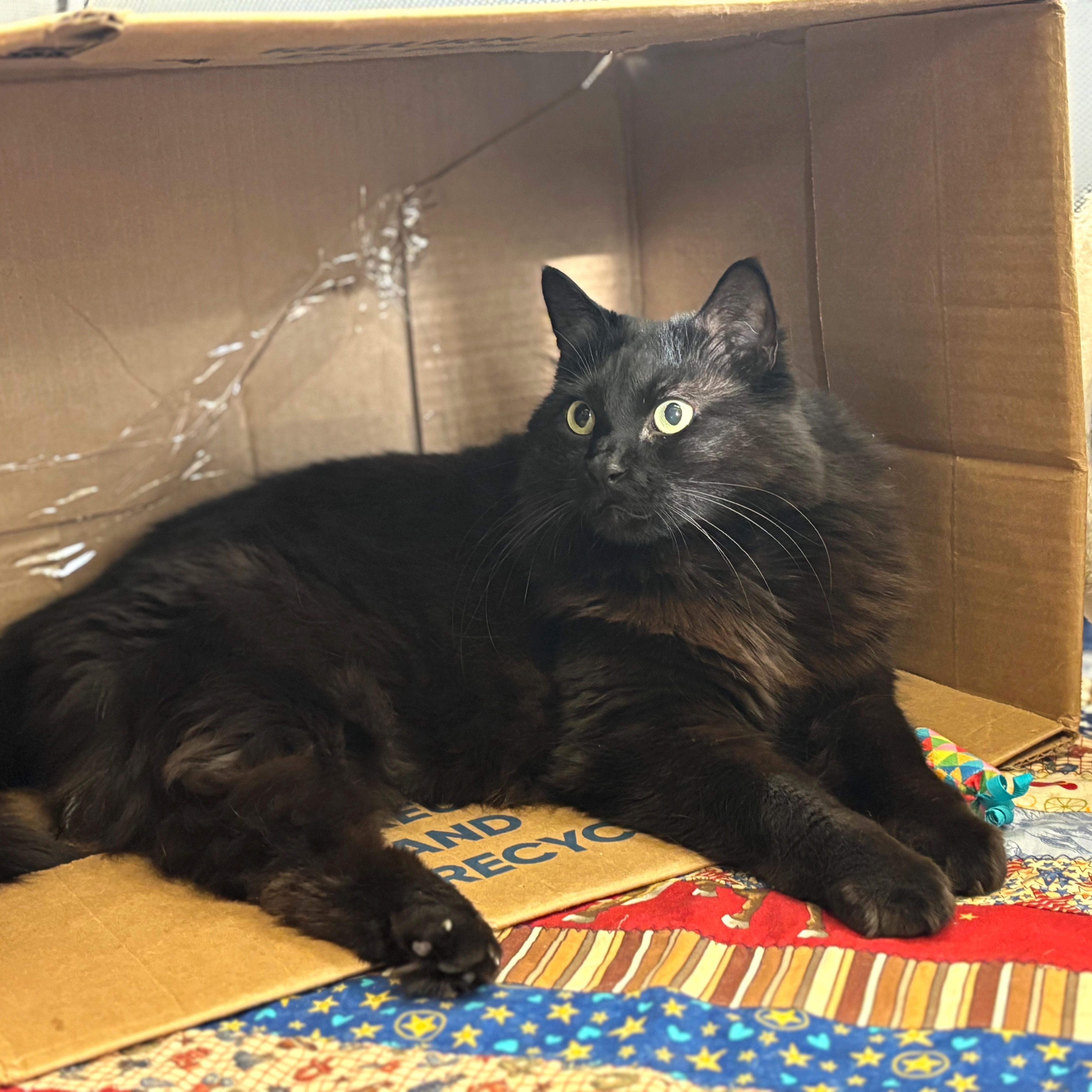 Ladyhawke  The Queen thumbnail 4