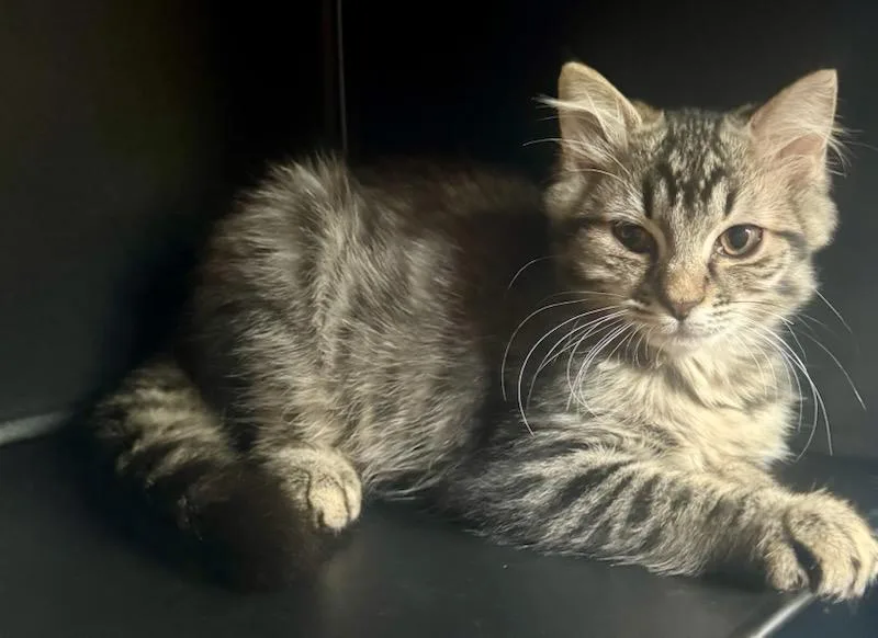 A baby medium-sized male Maine Coon cat named Tiger Lily TJ for adoption in Nashville, TN